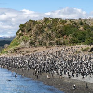 Navegación Canal Beagle: Pingüinera e Isla de los Lobos