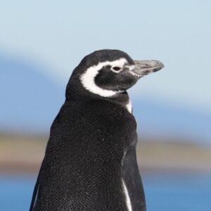 Descubriendo Canal Beagle