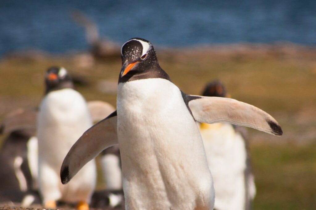 Las mejores actividades para hacer en Ushuaia, Ushuaia Tours