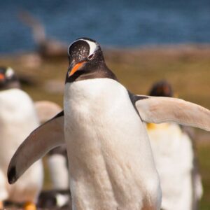 Pingüinera Terrestre