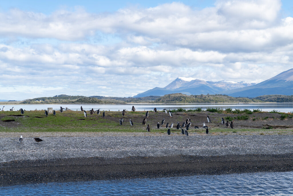 Navegación Canl Beagle - Pingüinera - Lauke Tours